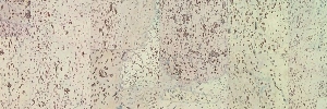 06-fantasie-creme