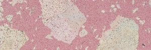58-fantasie-rot-creme